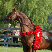 North Arabians - Open House