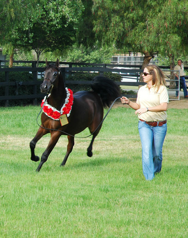North Arabians - Open House