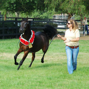 North Arabians - Open House