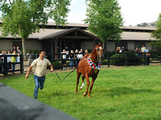 North Arabians - Open House