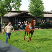 North Arabians - Open House