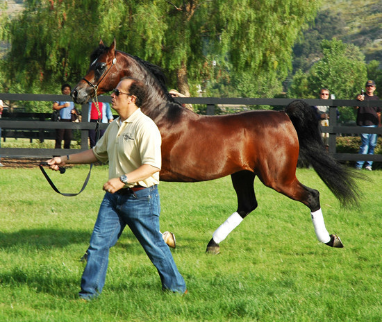 North Arabians - Open House