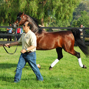 North Arabians - Open House