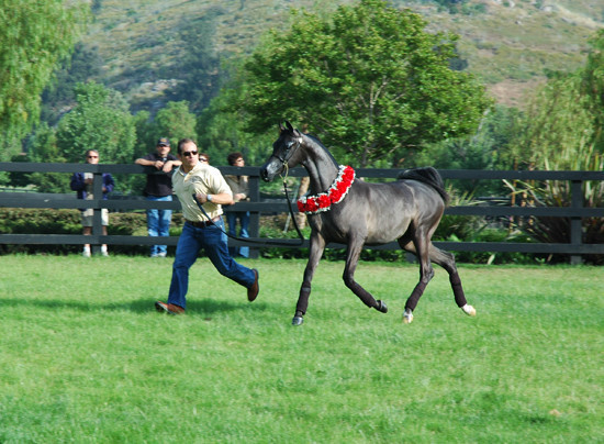 North Arabians - Open House