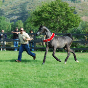 North Arabians - Open House