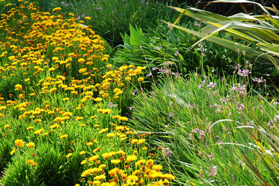 North Arabians - Open House