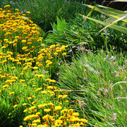 North Arabians - Open House