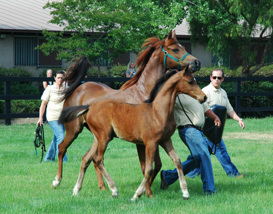 North Arabians - Open House