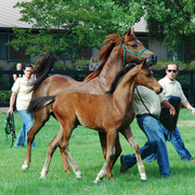 North Arabians - Open House