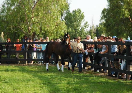 North Arabians - Open House
