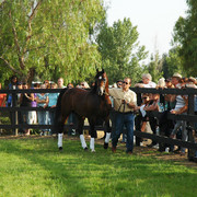 North Arabians - Open House