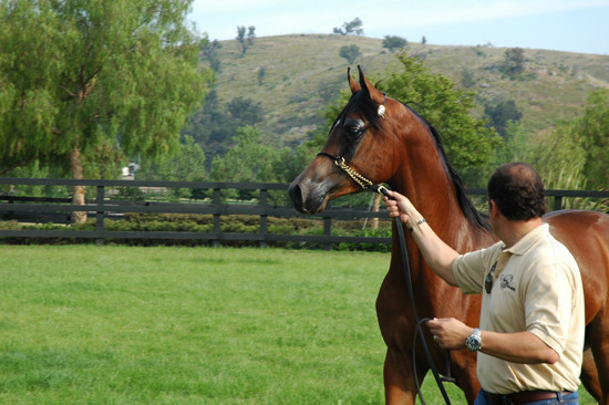 North Arabians - Open House
