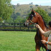 North Arabians - Open House