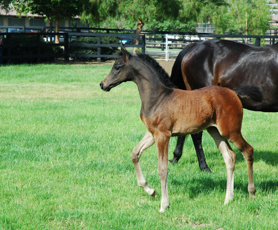 North Arabians - Open House