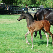 North Arabians - Open House