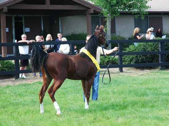 North Arabians - Open House