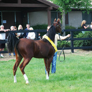North Arabians - Open House