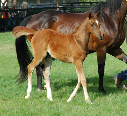 North Arabians - Open House