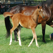 North Arabians - Open House