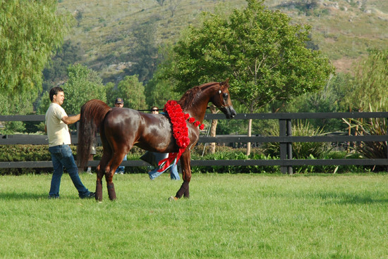 North Arabians - Open House
