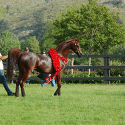 North Arabians - Open House