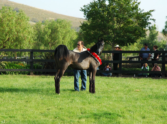 North Arabians - Open House