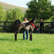 North Arabians - Open House