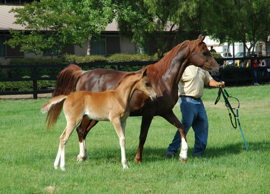 North Arabians - Open House