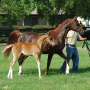 North Arabians - Open House