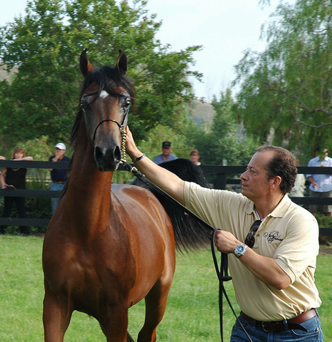 North Arabians - Open House