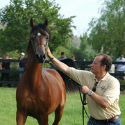 North Arabians - Open House