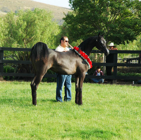 North Arabians - Open House