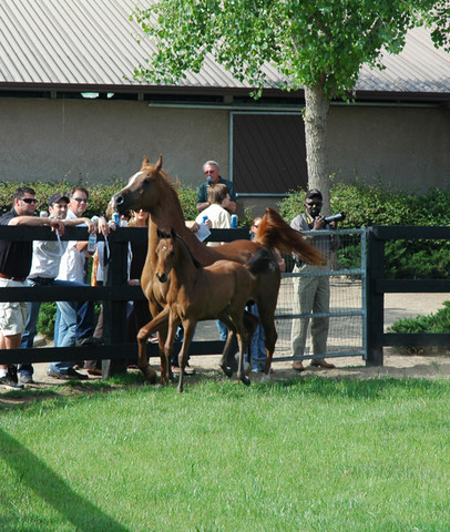 North Arabians - Open House
