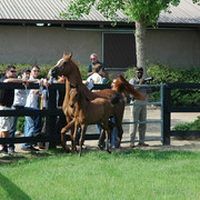 North Arabians - Open House