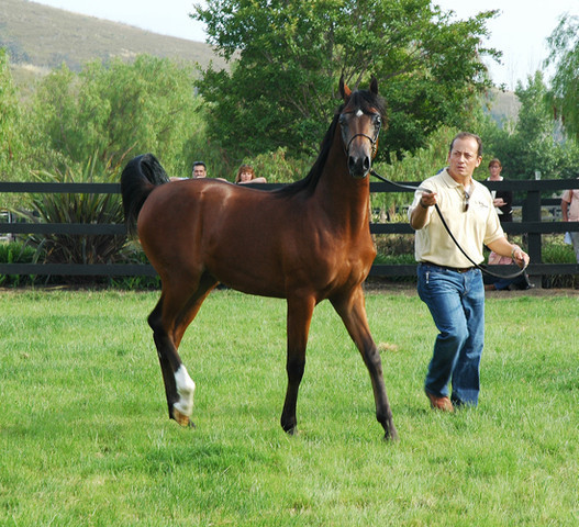 North Arabians - Open House