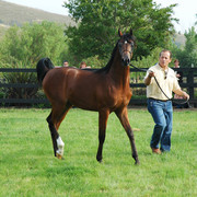 North Arabians - Open House