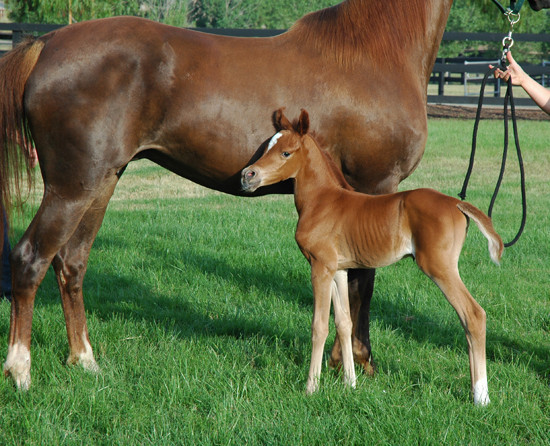 North Arabians - Open House
