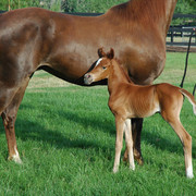 North Arabians - Open House