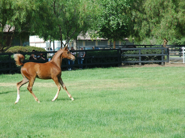 North Arabians - Open House
