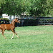 North Arabians - Open House