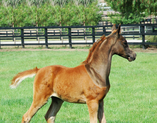 North Arabians - Open House