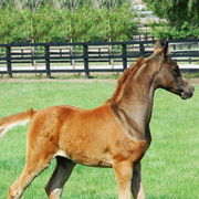 North Arabians - Open House