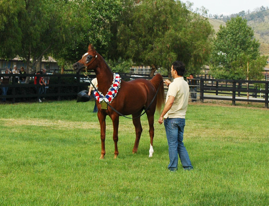 North Arabians - Open House
