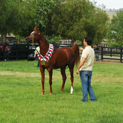 North Arabians - Open House