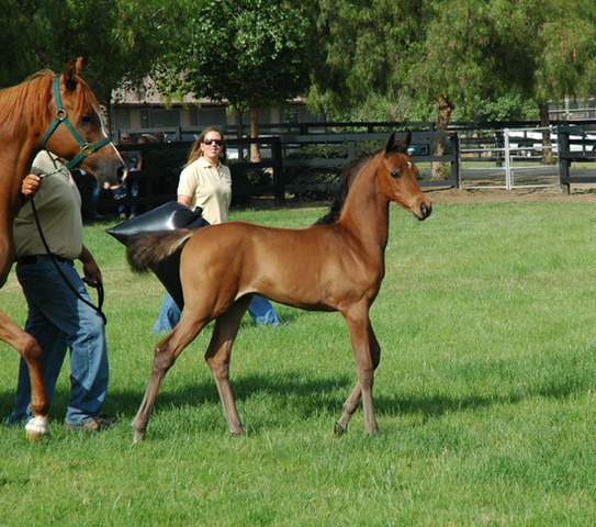 North Arabians - Open House