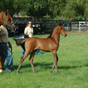 North Arabians - Open House