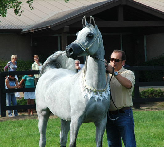 North Arabians - Open House