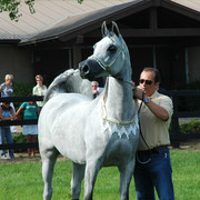 North Arabians - Open House