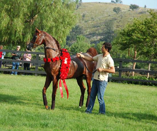 North Arabians - Open House