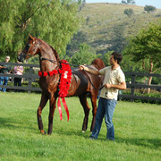 North Arabians - Open House